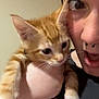 animal, cat, close_up, curious, domestic, excitement, expression, face, feline, hand, holding, indoor, kitten, orange_tabby, person, pet, piercing, portrait, surprise, young_cat