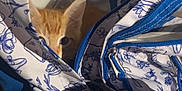 Hades joined the competition — help win amazing prizes! kitten, cat, bag, blue, white, floral_pattern, zipper, curious, peeking, hiding, indoor, wall, electrical_outlet, shadow, playful, pet, animal, cute, small, feline