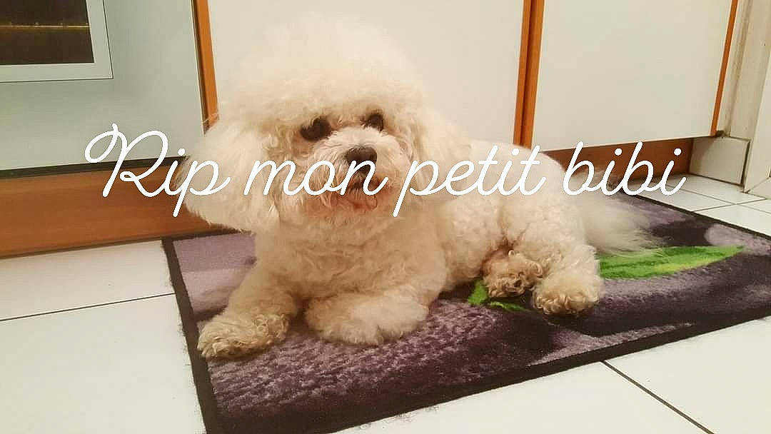 Frisbee participe au concours pour gagner de l'argent avec cette photo : canidae, carnivore, companion_dog, dog, dog_breed, fur, labradoodle, maltepoo, paw, picture_frame, poodle, rectangle, small_terrier, snout, sporting_group, stuffed_toy, teddy_bear, terrier, toy, toy_dog