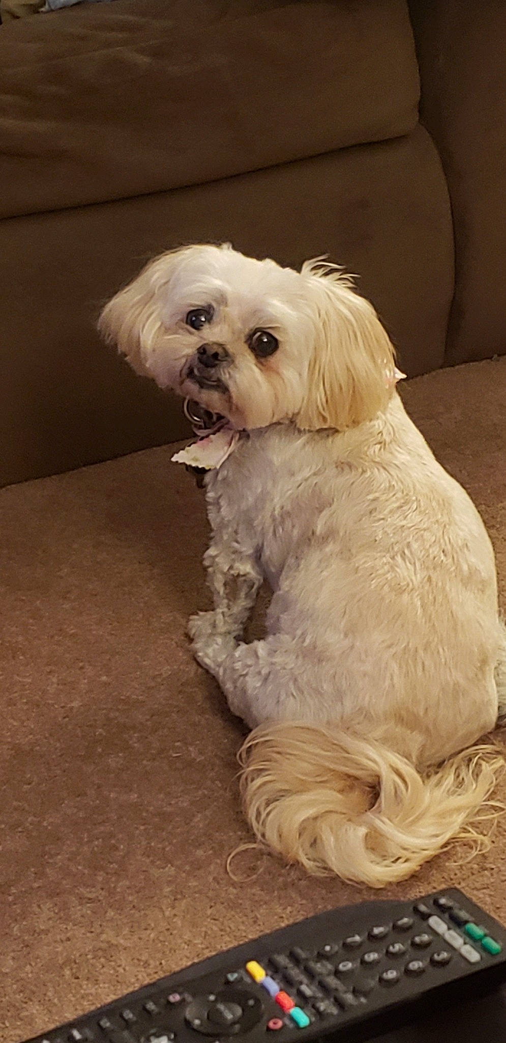 Sandy joined the competition — help win amazing prizes! bolonka, canidae, carnivore, cavapoo, companion_dog, dog, dog_breed, havanese, lowchen, maltepoo, maltese, mammal, morkie, pekapoo, poodle_crossbreed, puppy, schnoodle, snout, sporting_group, vertebrate