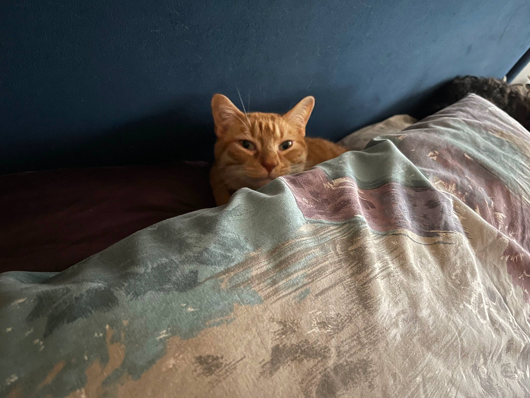 Claw joined the competition — help win amazing prizes! art, bed, bed_sheet, bedding, blanket, carnivore, cat, comfort, domestic_short_haired_cat, fawn, felidae, fur, hardwood, linens, room, small_to_medium_sized_cats, tail, terrestrial_animal, whiskers, wood