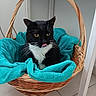 Oreo a rejoint le concours — aidez-le/la à gagner de superbes lots ! animal, basket, black_and_white, blanket, cat, cozy, cute, domestic, fur, furniture_leg, indoor, mammal, pet, playful, relaxing, resting, tile_floor, tongue_out, turquoise, whiskers
