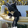animal, black_and_white, cat, chair, close_up, cushion, daylight, garden, green_grass, nature, outdoor, paw, pet, plastic_chair, relaxed, spring, stretching, sunlight, whiskers, yellow_flowers