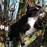 Oreo a rejoint le concours — aidez-le/la à gagner de superbes lots ! animal, black_and_white, blossoms, branches, cat, climbing, close_up, curious, daylight, feline, fur, moss, nature, outdoor, pet, pink_flowers, spring, sunlight, tree, whiskers