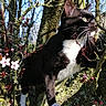 animal, black_and_white, blossoms, branches, cat, climbing, close_up, curious, daylight, feline, fur, moss, nature, outdoor, pet, pink_flowers, spring, sunlight, tree, whiskers