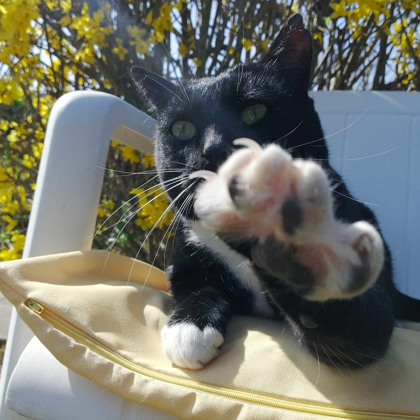 Oreo