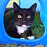 Oreo participe au concours pour gagner de l'argent avec cette photo : animal, black_and_white, blue, cat, close_up, curious, cute, daylight, feline, grass, mammal, nature, outdoor, pet, plastic, play_structure, resting, tuxedo_cat, whiskers, yellow_eyes