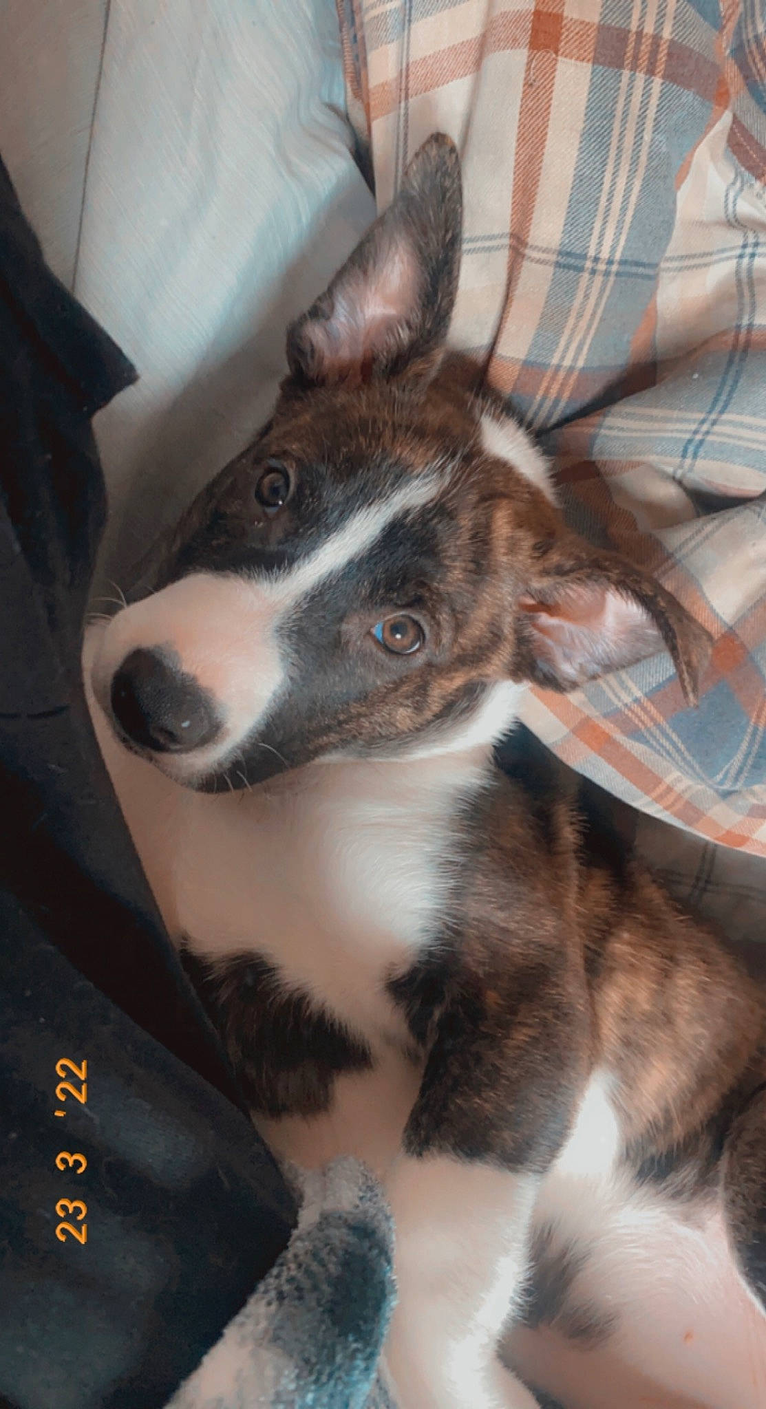 Nyx is registered to the contest to win money with this photo: canidae, carnivore, comfort, companion_dog, dog, dog_breed, ear, fur, plaid, sighthound, snout, sporting_group, tartan, terrestrial_animal, whiskers, working_animal, working_dog