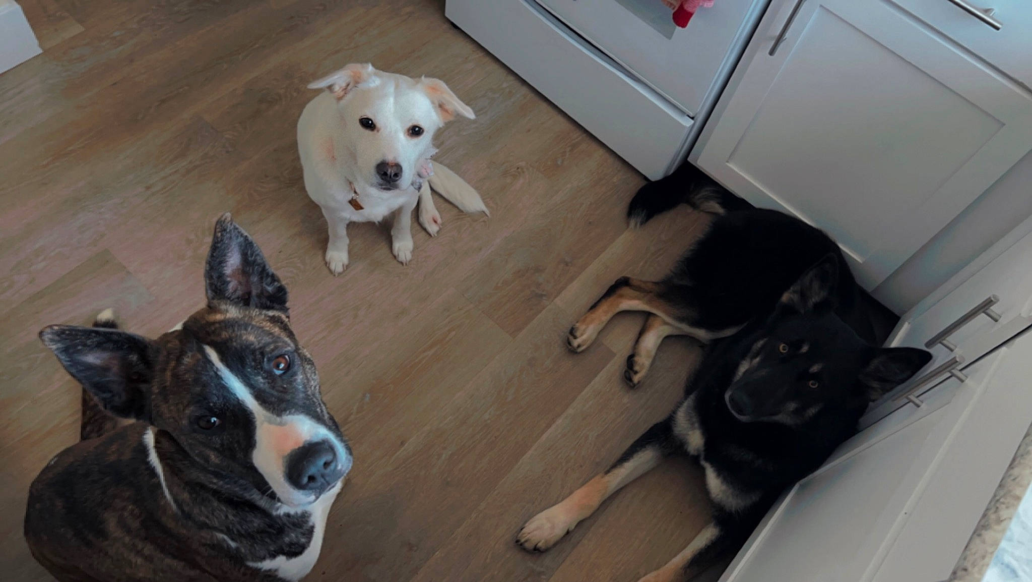 Nyx is registered to the contest to win money with this photo: canidae, carnivore, companion_dog, dog, dog_breed, dog_supply, fawn, floor, flooring, fur, hardwood, paw, pet_supply, snout, sporting_group, tail, terrestrial_animal, whiskers, wood, working_animal