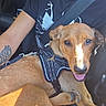 Neika participe au concours pour gagner de l'argent avec cette photo : dog, brown_dog, pet, animal, car, car_interior, seatbelt, harness, seated, smiling, tongue_out, portrait, closeup, sunlight, shadows, human, beard, tattoo, travel, happy