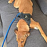 dog, brown_dog, sleeping, lying_down, couch, sofa, harness, leash, pet, indoor, living_room, furniture, gray_couch, relaxed, tired, floppy, long_legs, animal, portrait, casual_photo