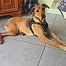 Neika a rejoint le concours — aidez-le/la à gagner de superbes lots ! dog, tan_dog, pet, animal, lying_down, harness, black_harness, floppy_ears, brown_fur, short_fur, facial_expression, looking_at_camera, indoor, tile_floor, home, wooden_cabinet, doorway, chair, pot, portrait