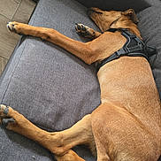 Neika a rejoint le concours — aidez-le/la à gagner de superbes lots ! animal, black_harness, couch, cozy, dog, floor, funny_pose, gray_furniture, home, indoor, living_room, lying_down, paws, pet_bed, relaxed, short_hair, sleeping, sofa, sprawled, tan_dog