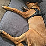 dog, sleeping, tan_dog, short_hair, black_harness, couch, sofa, gray_furniture, living_room, pet_bed, indoor, relaxed, sprawled, lying_down, paws, animal, home, floor, cozy, funny_pose