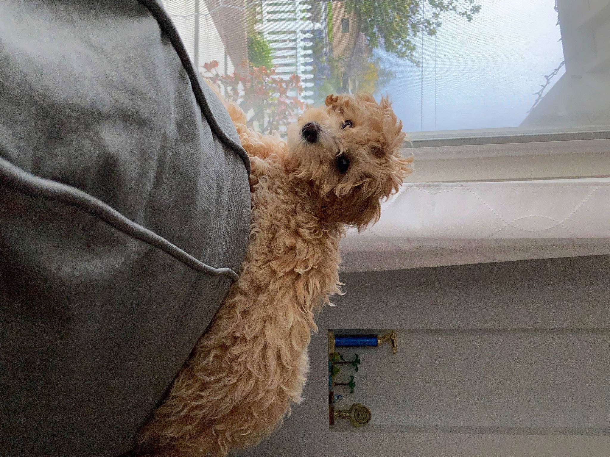 Sparky joined the competition — help win amazing prizes! canidae, carnivore, collar, companion_dog, dog, dog_breed, dog_collar, dog_supply, fur, glasses, labradoodle, pet_supply, poodle, small_terrier, snout, sporting_group, terrier, toy_dog, water_dog, working_animal