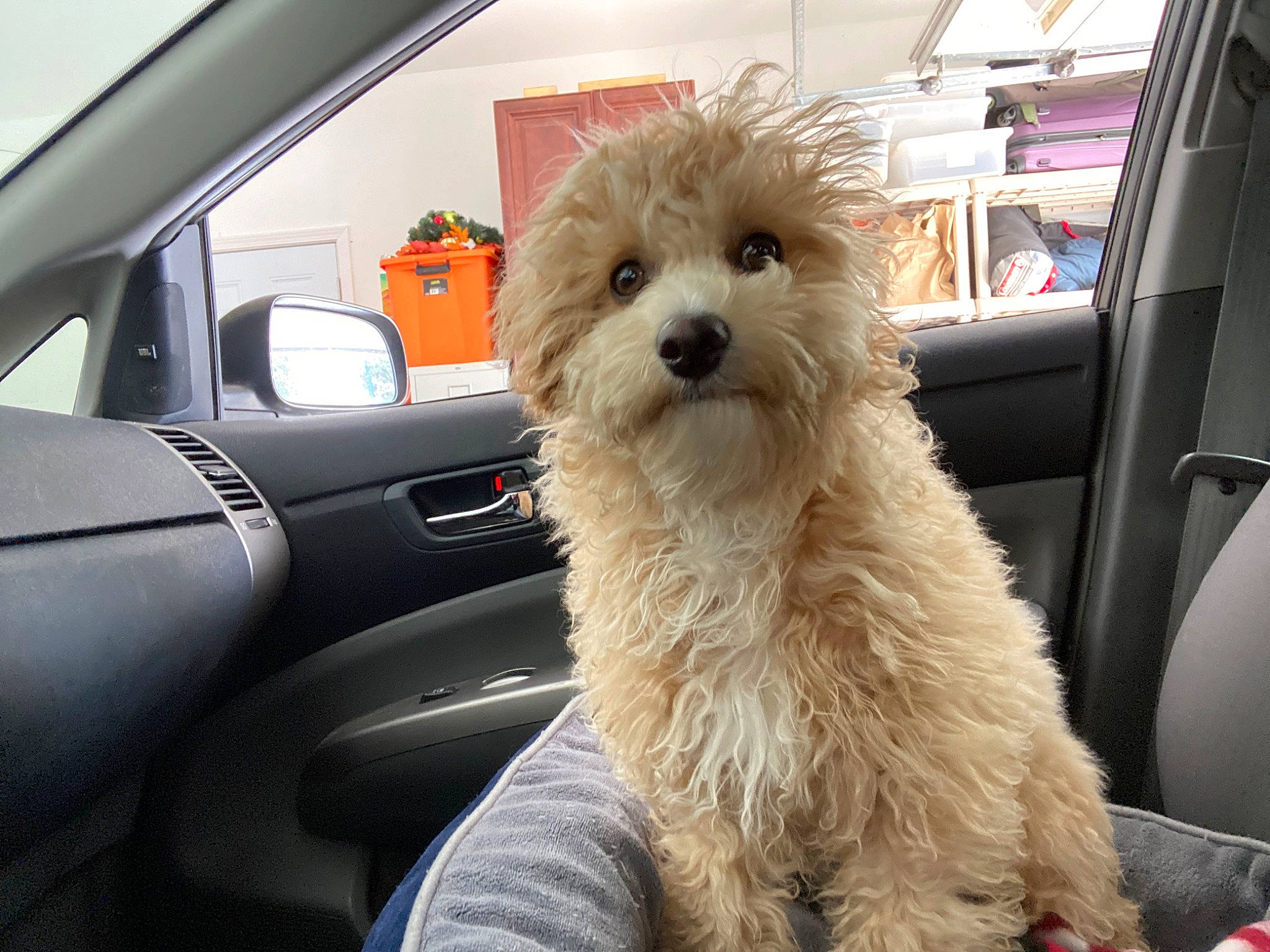 Sparky joined the competition — help win amazing prizes! auto_part, automotive_exterior, automotive_mirror, car, car_seat, car_seat_cover, carnivore, companion_dog, dog, dog_breed, hood, motor_vehicle, personal_luxury_car, seat_belt, snout, toy_dog, vehicle, vehicle_door, window, windscreen_wiper