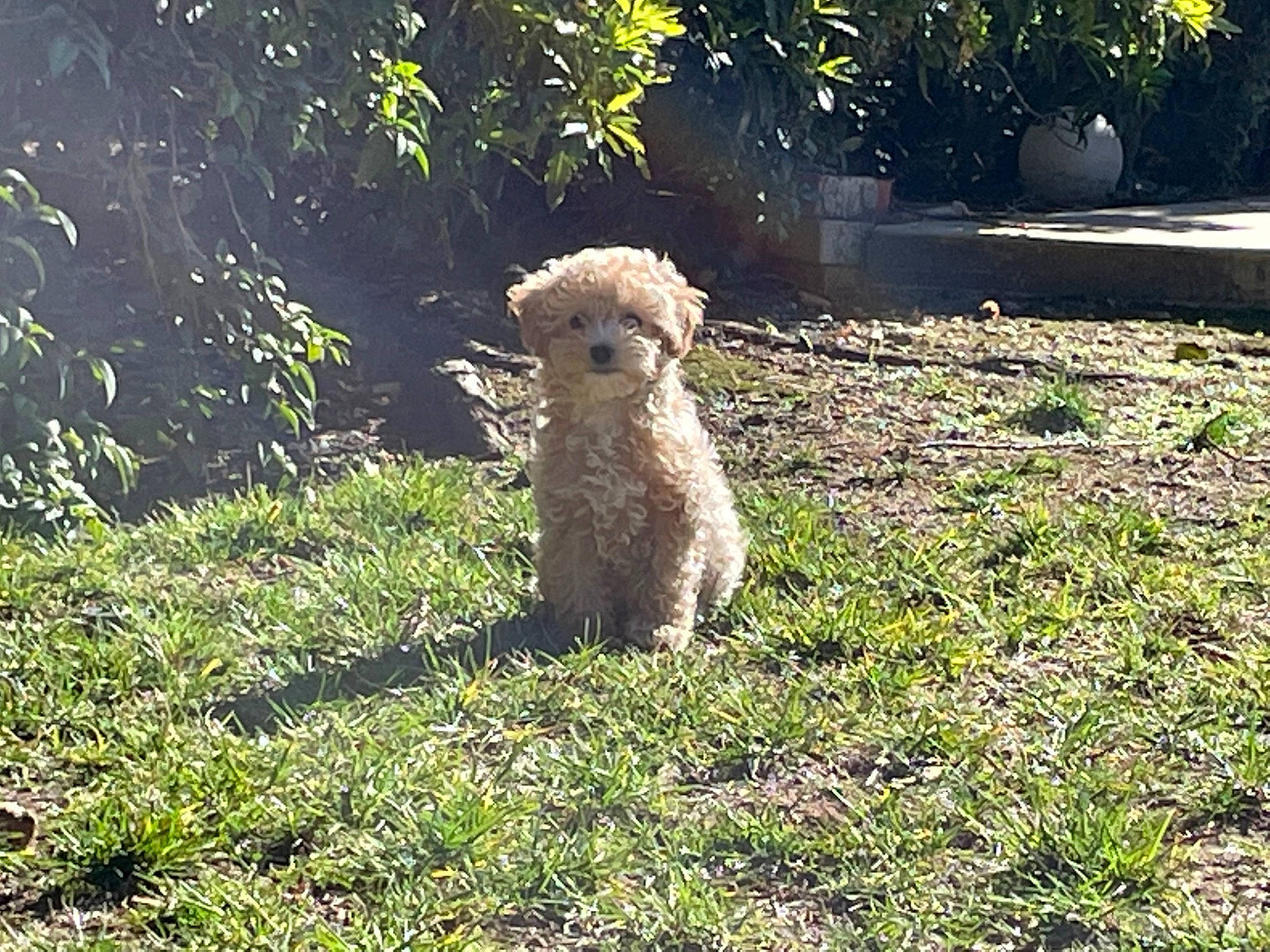 Sparky joined the competition — help win amazing prizes! canidae, carnivore, companion_dog, dog, dog_breed, fawn, grass, grassland, groundcover, natural_landscape, plant, shrub, snout, sporting_group, tail, terrestrial_animal, terrier, toy_dog, tree, water_dog