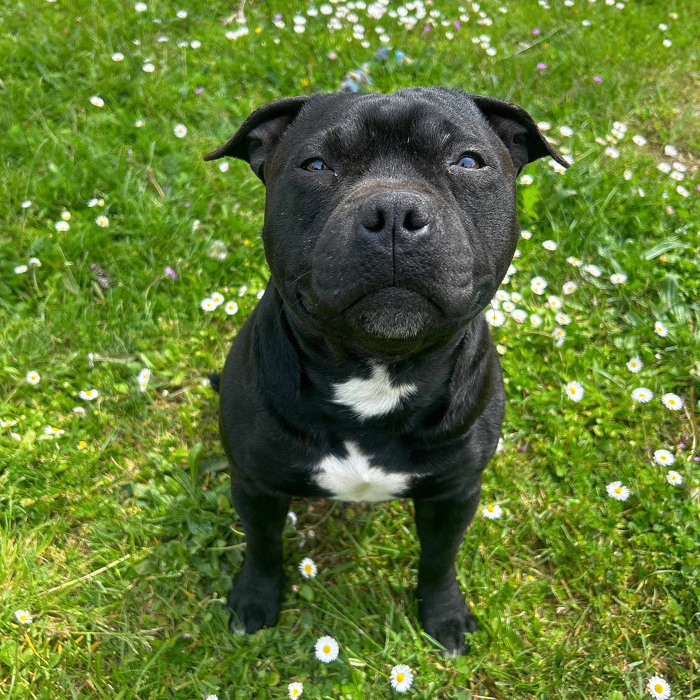 Iz a rejoint le concours — aidez-le/la à gagner de superbes lots ! animal, boxer, bulldog, canine, daisy, dog, field, flower, frenchbulldog, geranium, grass, grassland, lawn, nature, outdoors, pet, pitbull, plant, puppy, snout