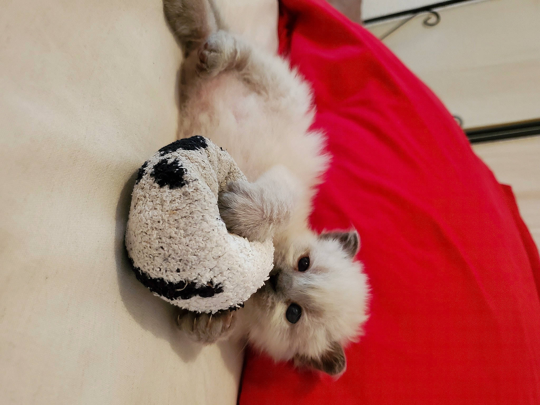 Anubis participe au concours pour gagner de l'argent avec cette photo : ball, canidae, carnivore, collar, comfort, companion_dog, dog_breed, eyelash, fawn, felidae, fur, mammal, panda, paw, plush, red_panda, snout, stuffed_toy, toy, whiskers