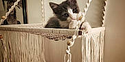 Prince participe au concours pour gagner de l'argent avec cette photo : kitten, cat, macrame, hanging_basket, rope, indoor, pet, gray_and_white, cute, animal, curious, furniture, wall, framed_art, decor, soft_lighting, close_up, young_cat, resting, playful