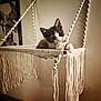 animal, cat, close_up, curious, cute, decor, framed_art, furniture, gray_and_white, hanging_basket, indoor, kitten, macrame, pet, playful, resting, rope, soft_lighting, wall, young_cat