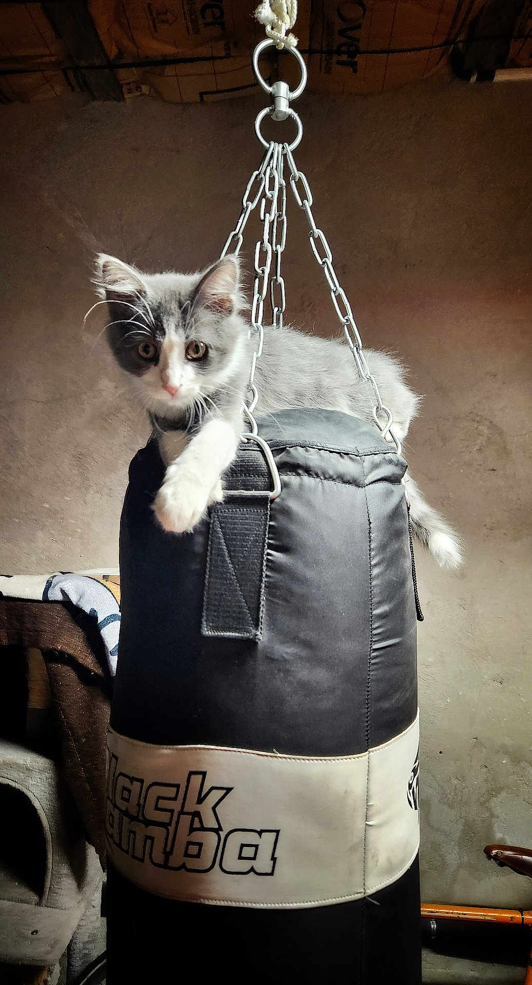 Prince participe au concours pour gagner de l'argent avec cette photo : kitten, cat, punching_bag, hanging, chains, gray_cat, white_cat, indoor, curious, pet, animal, feline, resting, looking, sitting, rope, room, wall, furniture, soft_light
