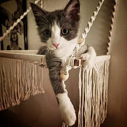 Prince participe au concours pour gagner de l'argent avec cette photo : kitten, cat, gray_and_white, macrame, hammock, paw, framed_picture, indoor, pet, cute, animal, curious, young, feline, cozy, soft_lighting, dangling_paw, whiskers, close_up, relaxing