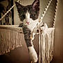 animal, cat, close_up, cozy, curious, cute, dangling_paw, feline, framed_picture, gray_and_white, hammock, indoor, kitten, macrame, paw, pet, relaxing, soft_lighting, whiskers, young