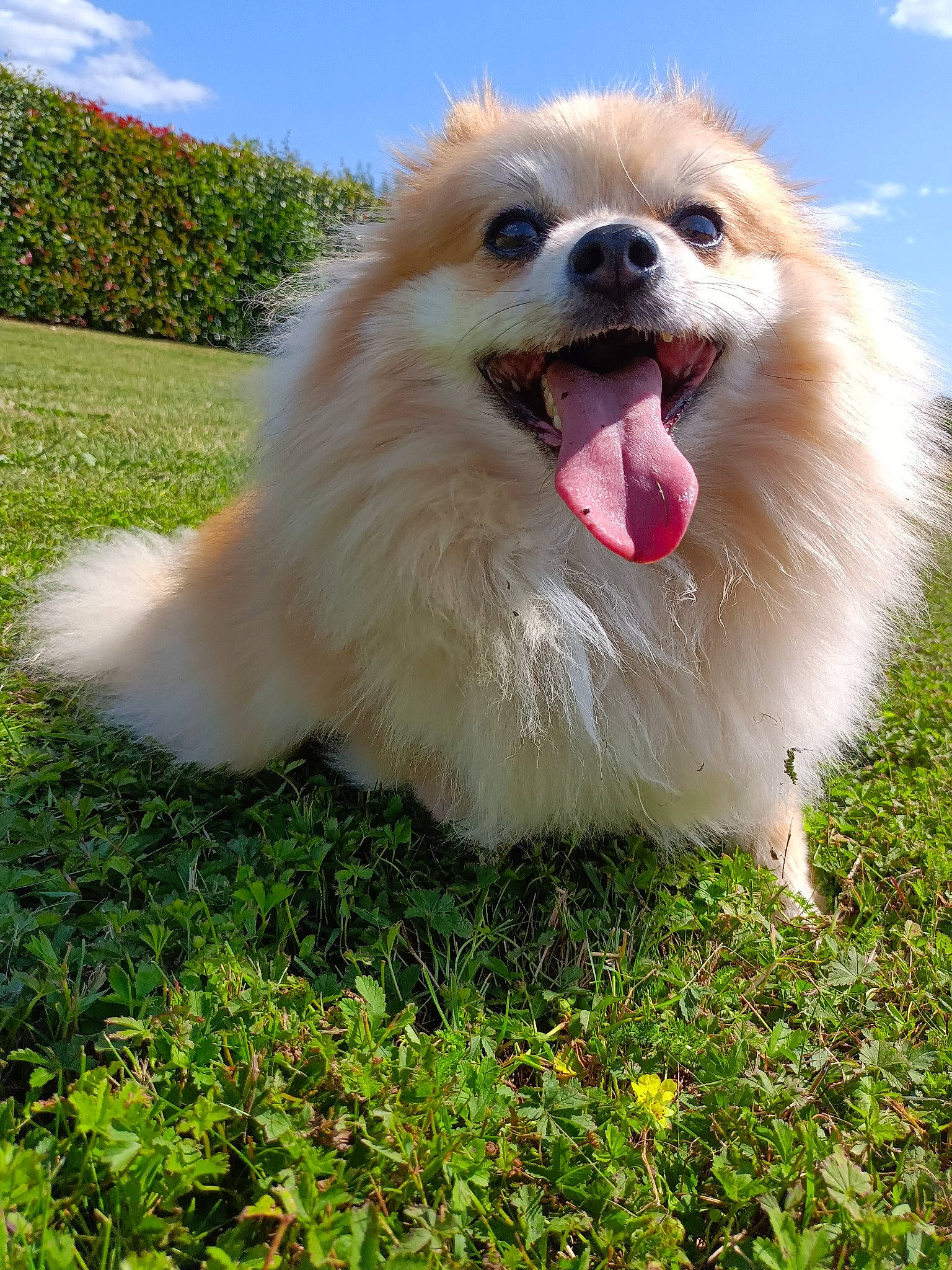 Rafal a rejoint le concours — aidez-le/la à gagner de superbes lots ! canidae, carnivore, cloud, companion_dog, dog, dog_breed, german_spitz, german_spitz_klein, grass, happy, plant, pomeranian, sky, smile, snout, spitz, sporting_group, toy_dog, volpino_italiano, whiskers