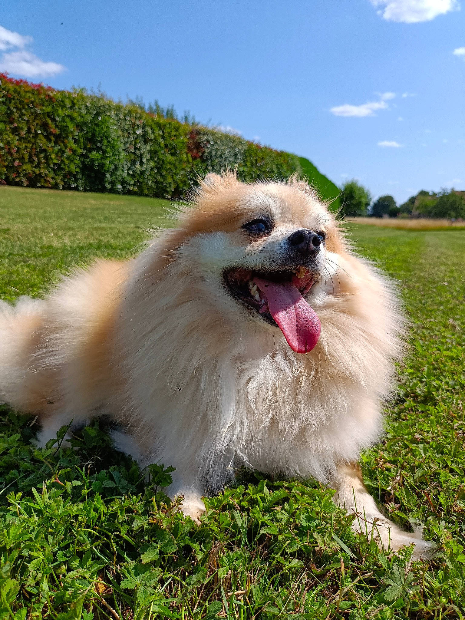 Rafal participe au concours pour gagner de l'argent avec cette photo : canidae, carnivore, cloud, companion_dog, dog, dog_breed, german_spitz, german_spitz_klein, grass, happy, plant, samoyed, sky, snout, spitz, sporting_group, toy_dog, tree, volpino_italiano, whiskers