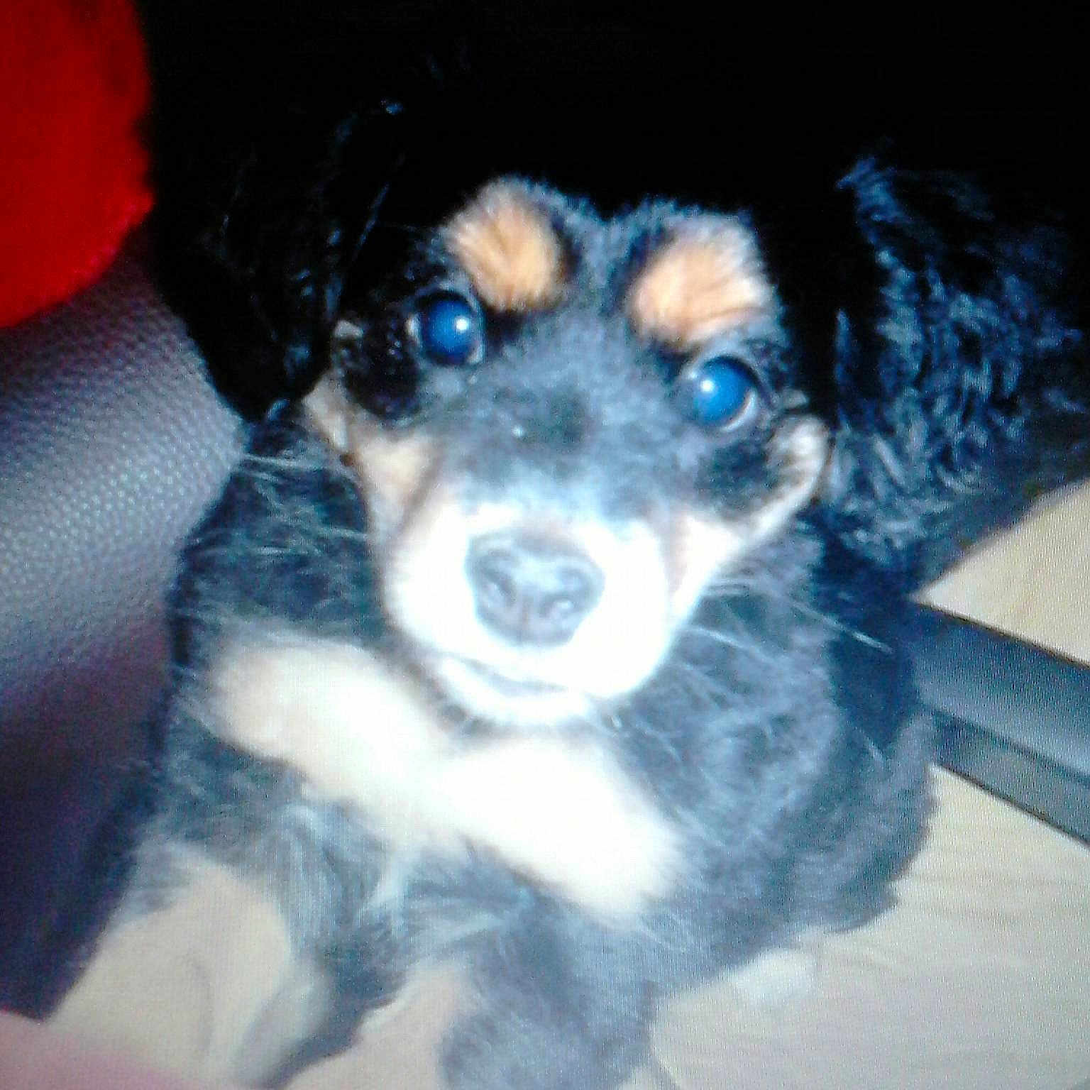 Jacotte