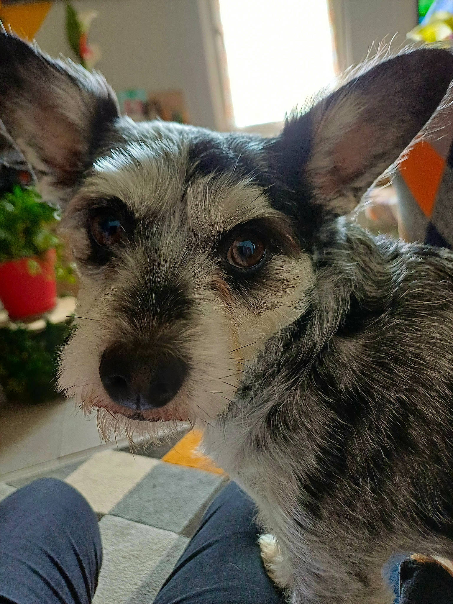 Reglisse participe au concours pour gagner de l'argent avec cette photo : canidae, carnivore, collar, companion_dog, dog, dog_breed, ear, fawn, flowerpot, fur, snout, sporting_group, terrestrial_animal, texas_heeler, whiskers, working_animal, working_dog