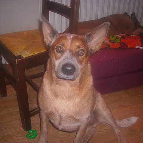 Elyo