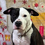 Junior is registered to the contest to win money with this photo: animal, background, black_and_white, calm, chain, collar, cute, dog, ears, face, festive, holiday_decor, indoor, mammal, nose, ornaments, pet, portrait, red_stars, warm_lighting
