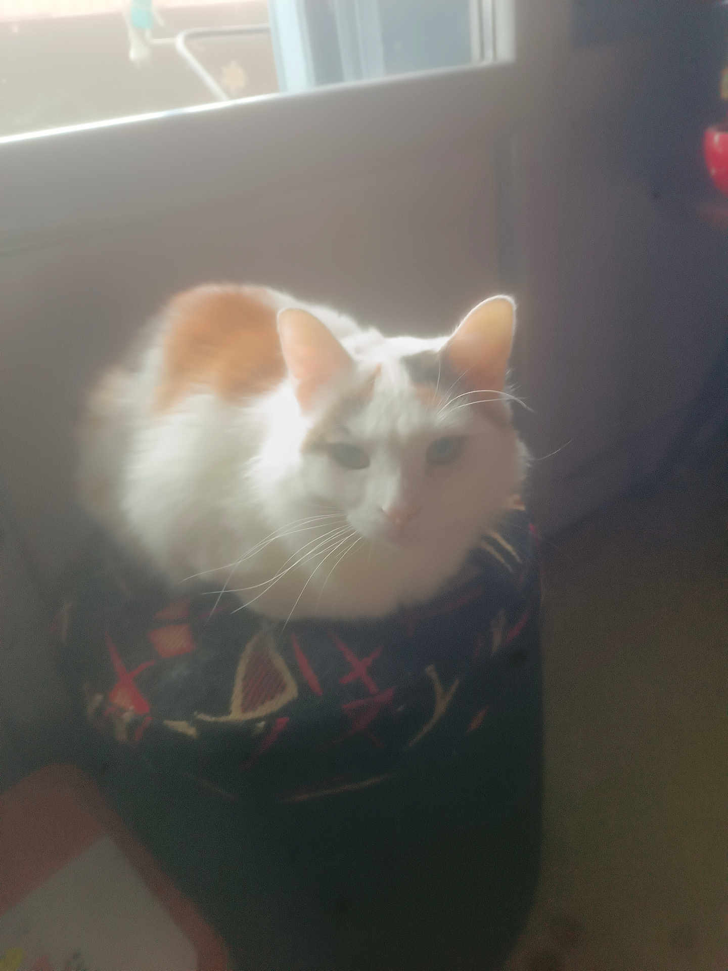 Namie a rejoint le concours — aidez-le/la à gagner de superbes lots ! cat, animal, pet, feline, indoor, window, cushion, pattern, white, orange, fur, relaxed, soft_light, hazy, cozy, resting, whiskers, ears, home, blur