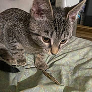 Lala is registered to the contest to win money with this photo: cat, kitten, tabby, animal, pet, curious, fur, whiskers, ears, eyes, fish, bedspread, indoor, closeup, pattern, soft, cute, young, mammal, feline