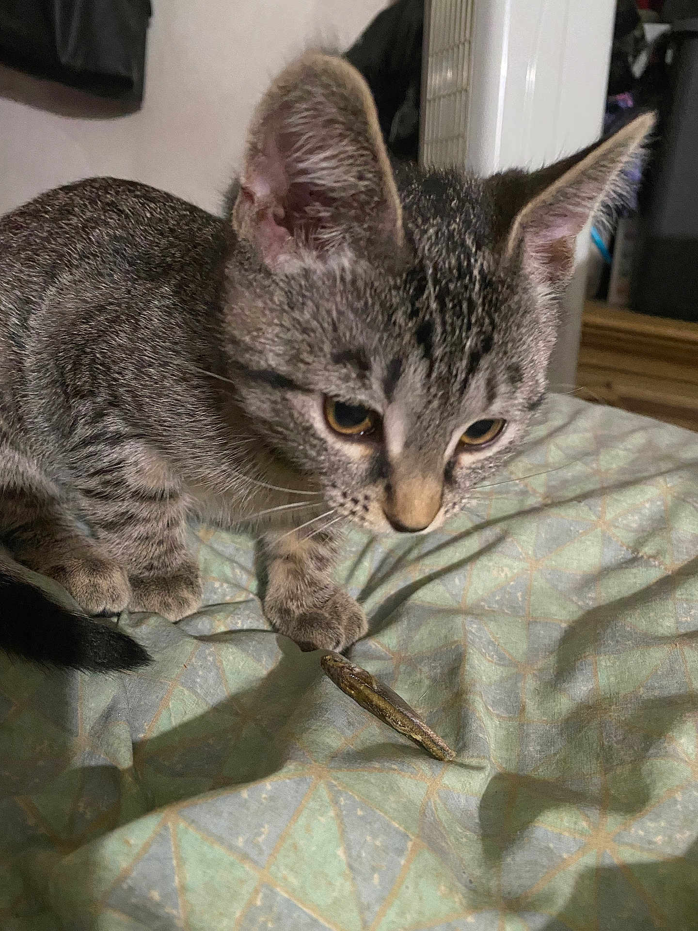 Lala is registered to the contest to win money with this photo: cat, kitten, tabby, animal, pet, curious, fur, whiskers, ears, eyes, fish, bedspread, indoor, closeup, pattern, soft, cute, young, mammal, feline