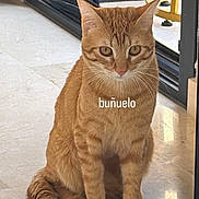 Buñuelo is registered to the contest to win money with this photo: cat, ginger_cat, pet, indoor, floor, window, curious, sitting, feline, animal, domestic_animal, whiskers, ears, tail, natural_light, portrait, cute, fur, looking, home