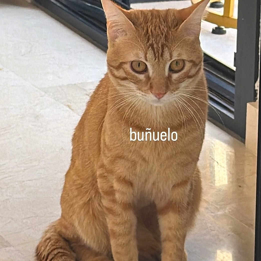 Buñuelo