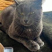 Lulu is registered to the contest to win money with this photo: cat, gray_cat, pet, indoor, blanket, window, curtain, natural_light, phone, smartphone, screen, animal, feline, resting, close_up, soft_light, cozy, portrait, domestic_cat, fur