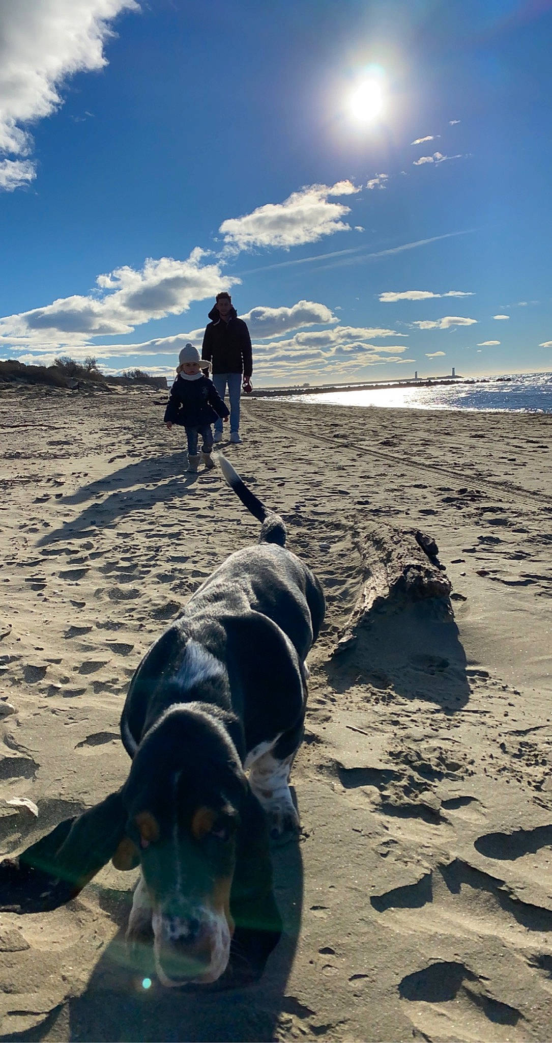 Rillette participe au concours pour gagner de l'argent avec cette photo : beach, carnivore, cloud, dog, dog_breed, fun, geology, horizon, ice_cap, landscape, light, natural_environment, people_in_nature, sand, shadow, sky, sunlight, travel, wind_wave, working_animal
