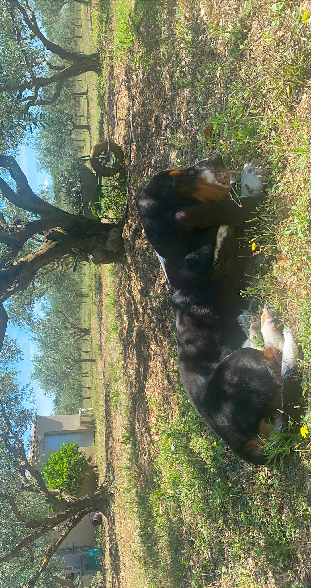 Rillette participe au concours pour gagner de l'argent avec cette photo : canidae, carnivore, dog_breed, forest, grass, natural_material, nature_reserve, organism, plant, sky, snout, sporting_group, tail, terrestrial_animal, tree, trunk, twig, wilderness, window, wood