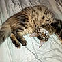 Alka participe au concours pour gagner de l'argent avec cette photo : cat, tabby, sleeping, fur, pet, animal, whiskers, tail, paws, bed, sheet, indoor, cozy, relaxed, cute, mammal, domestic, feline, resting, nap