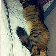 Alka participe au concours pour gagner de l'argent avec cette photo : cat, tabby, sleeping, bed, blanket, pillow, fur, cozy, indoor, resting, fluffy, striped, tail, pets, animal, domestic, cute, relaxed, feline, comfort
