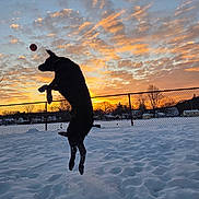 Jax is registered to the contest to win money with this photo: dog, black_dog, jumping, snow, sunset, orange_ball, outdoor, play, active, silhouette, sky, clouds, fence, trees, field, winter, animal, pet, nature, sunlight