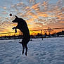 dog, black_dog, jumping, snow, sunset, orange_ball, outdoor, play, active, silhouette, sky, clouds, fence, trees, field, winter, animal, pet, nature, sunlight