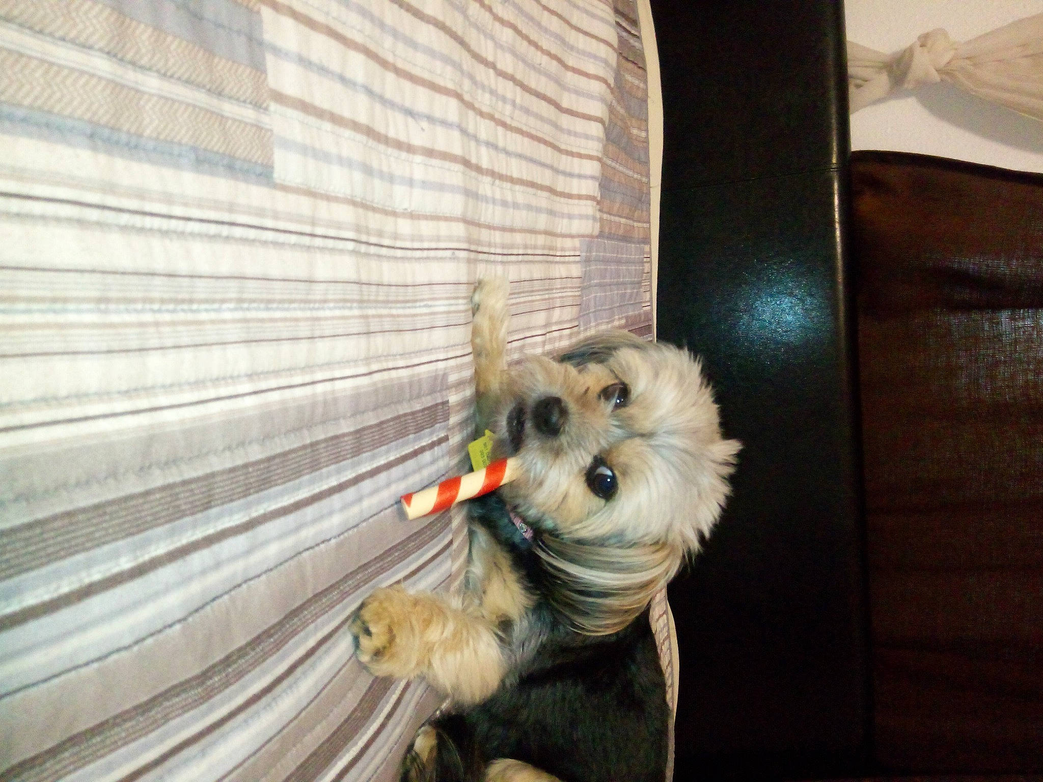 Meka joined the competition — help win amazing prizes! biewer_terrier, canidae, carnivore, companion_dog, dog, dog_breed, dog_clothes, dog_supply, fawn, felidae, fur, non_sporting_group, small_terrier, snout, sporting_group, tail, terrier, toy_dog, wood, working_animal