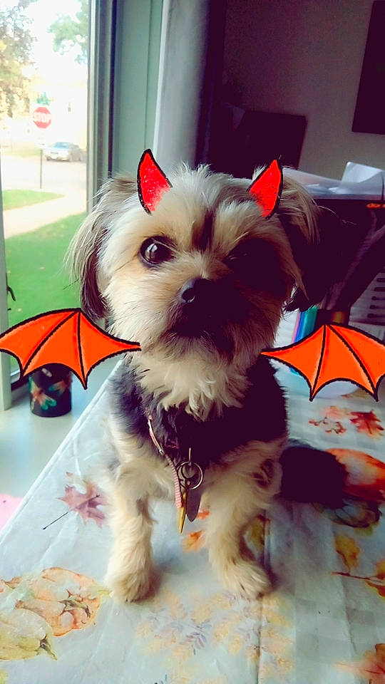 Meka is registered to the contest to win money with this photo: canidae, carnivore, collar, companion_dog, dog, dog_breed, dog_clothes, dog_collar, dog_supply, event, eyewear, fashion_accessory, fawn, fur, pet_supply, small_terrier, snout, sporting_group, toy_dog, working_animal