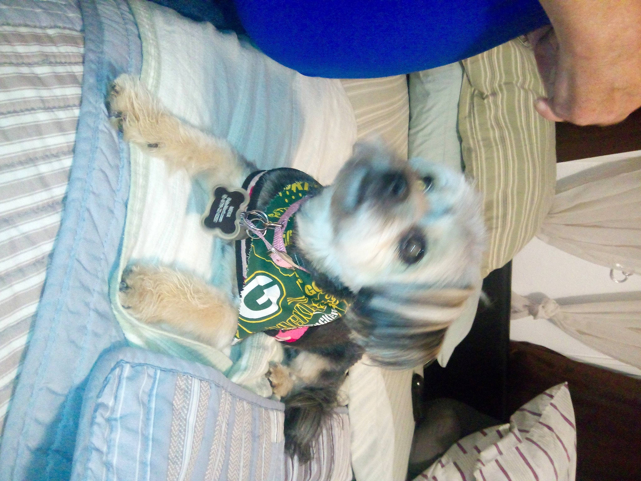 Meka is registered to the contest to win money with this photo: canidae, carnivore, comfort, companion_dog, dog, dog_breed, dog_clothes, fawn, fur, linens, non_sporting_group, snout, sporting_group, toy_dog, tree