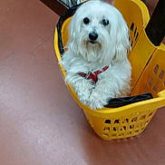 Bobby a rejoint le concours — aidez-le/la à gagner de superbes lots ! animal, basket, canine, companion, cute, dog, domestic_animal, floor, friendly, fur, hand, indoor, pet, petting, plastic_basket, red_floor, relaxed, shopping_cart, small_dog, white_dog
